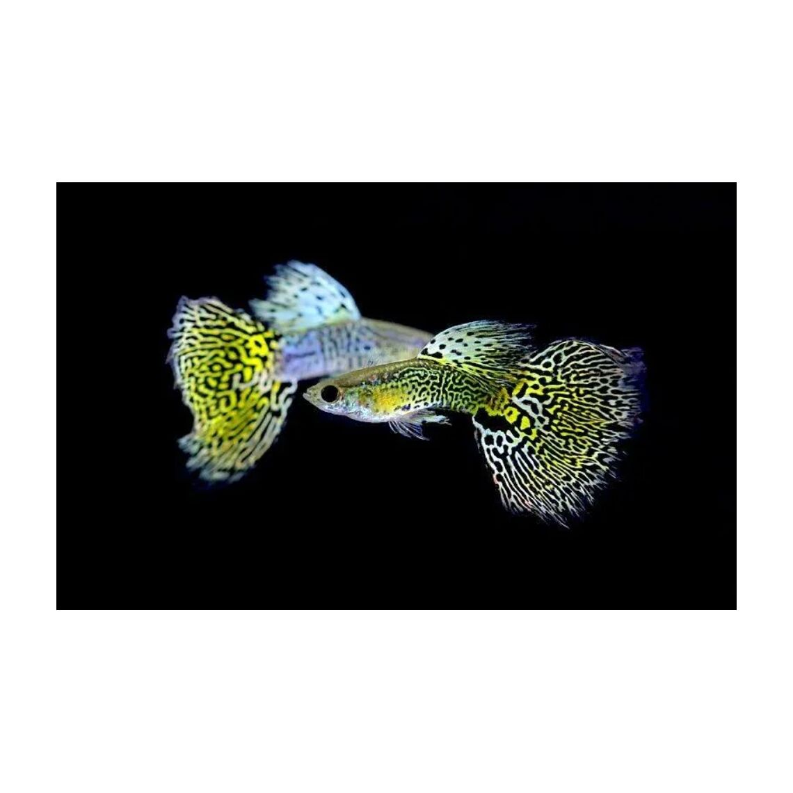 Гуппи Кобра зеленая