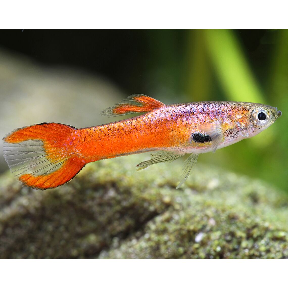 Гуппи Эндлера красный