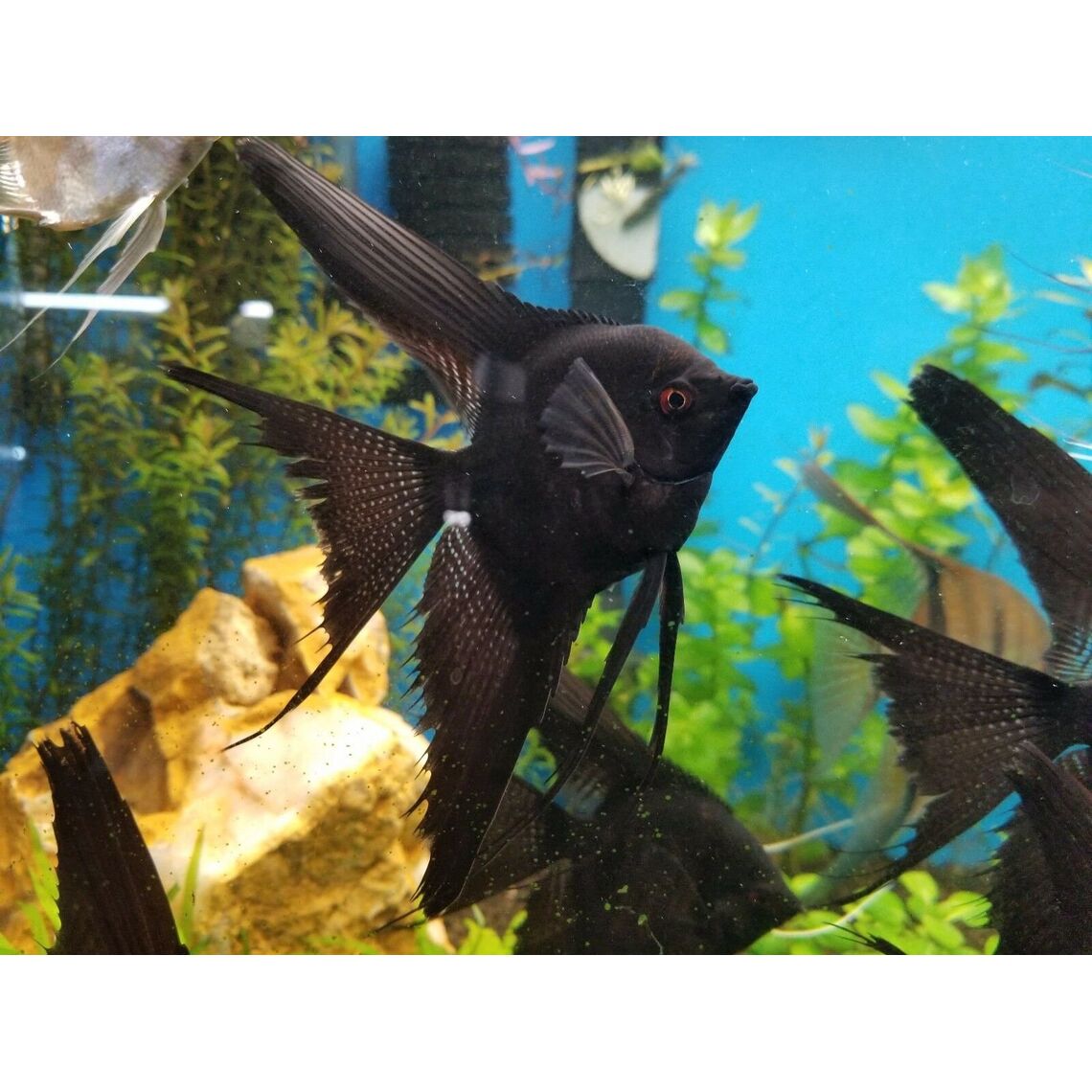 Скалярия черная вуалевая 3-4см