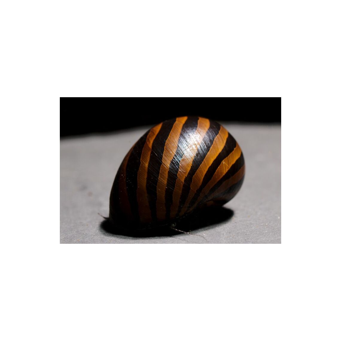 Улитка Неретина Зебра (Zebra Nerite Snail)