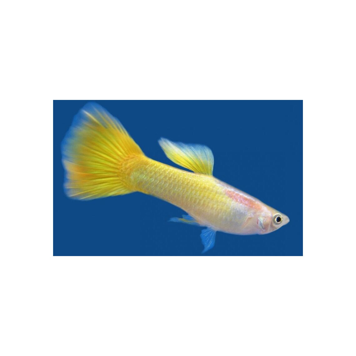 Гуппи Желтый