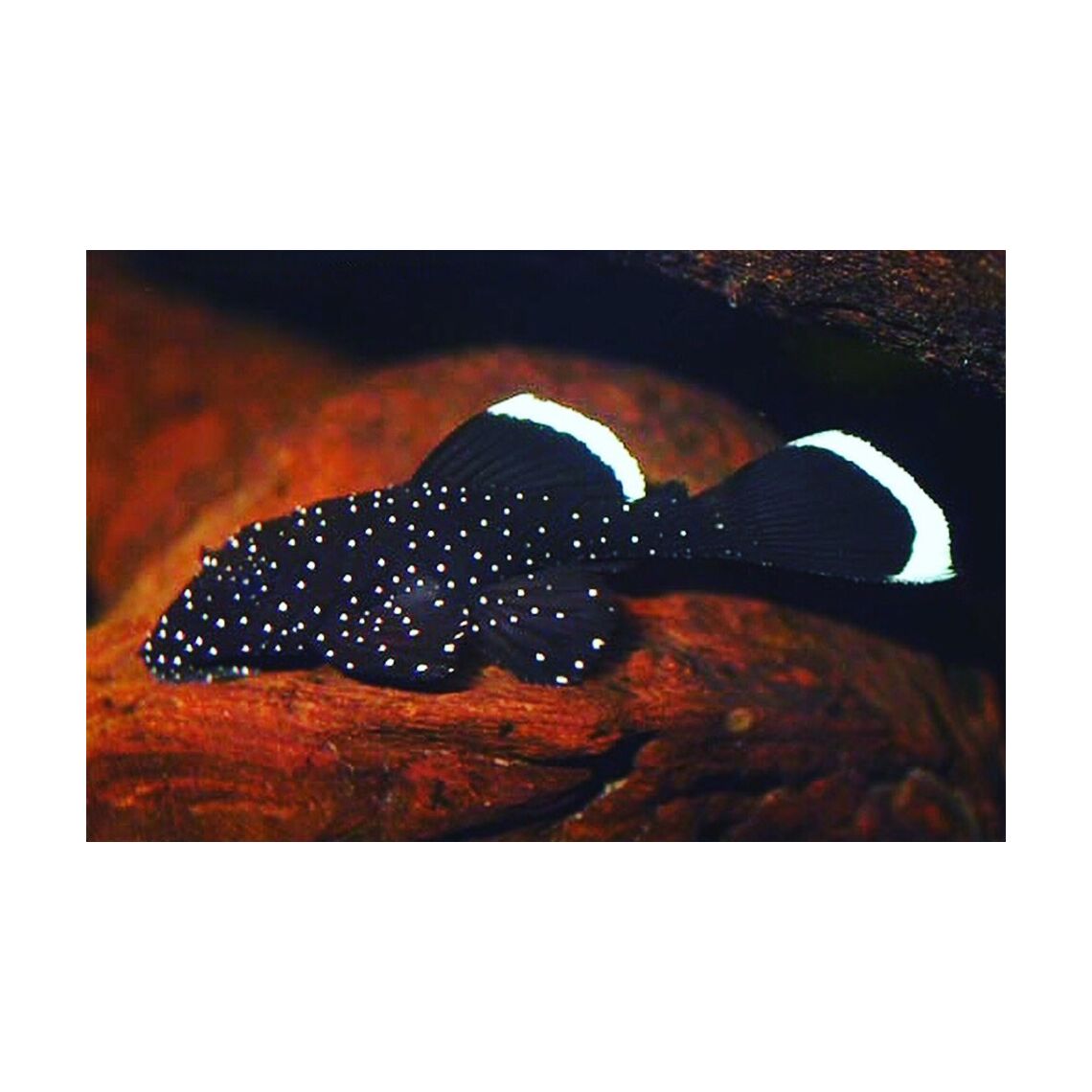 Анциструс звездчатый М