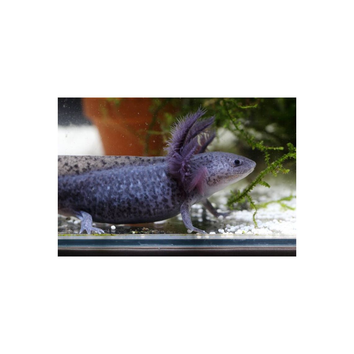 Аксолотль черный