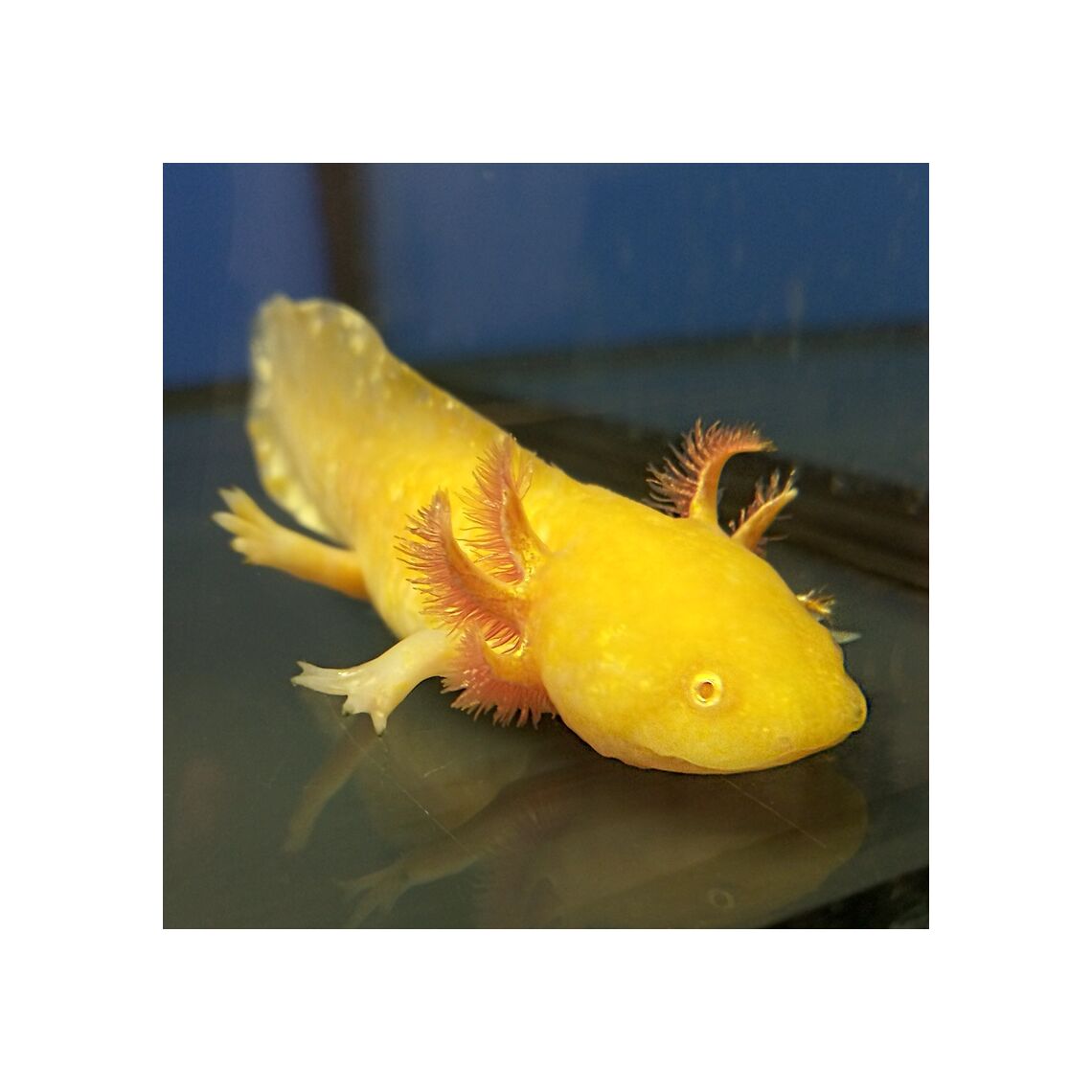 Аксолотль белый-золотой