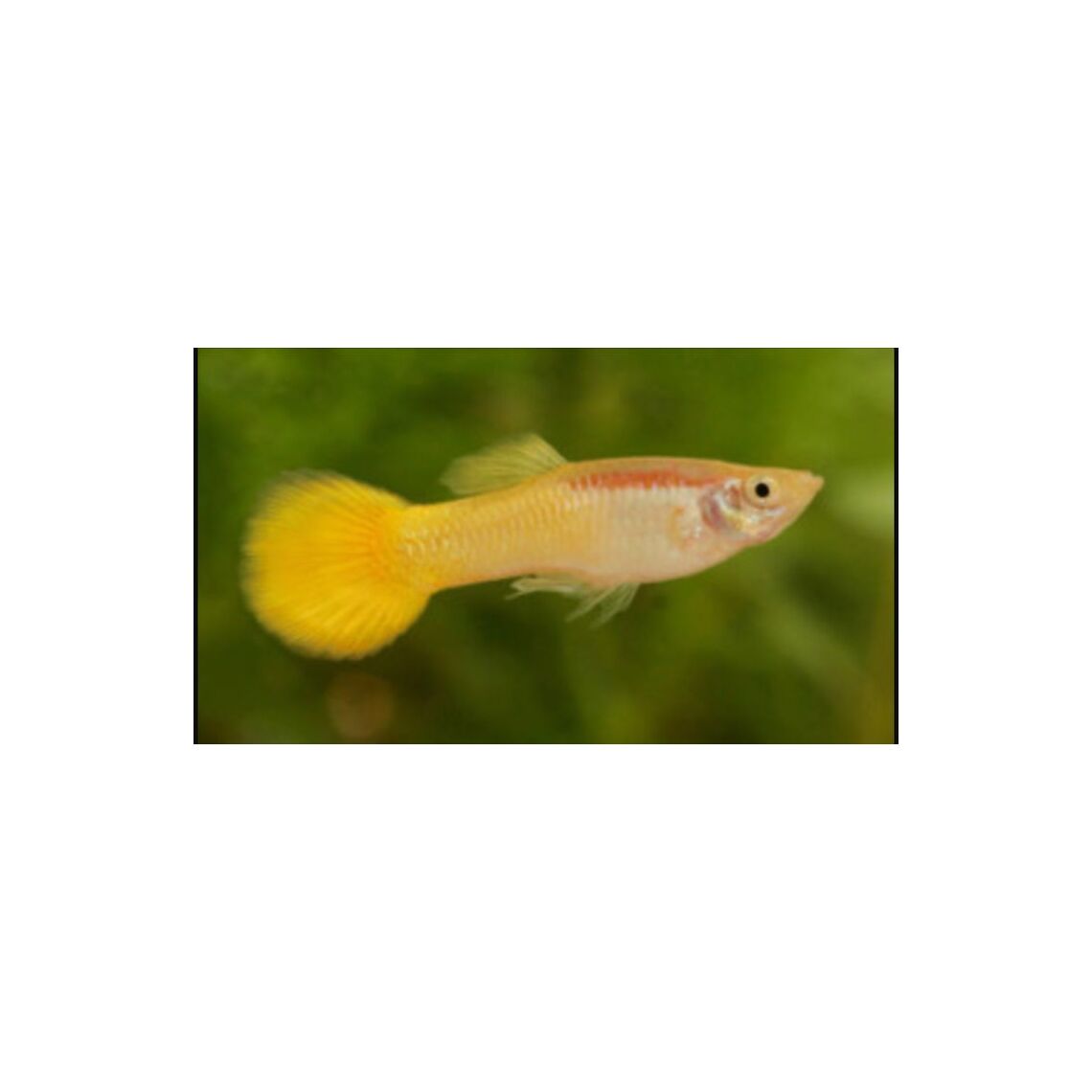 Гуппи самки Желтые 5 см