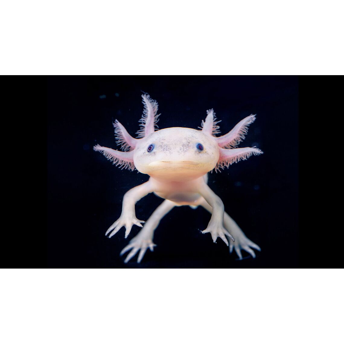 Аксолотль белый S