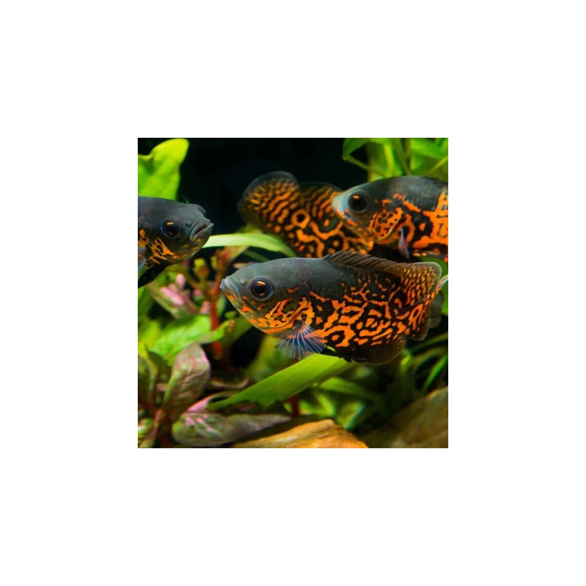 Астронотус Тигровый S