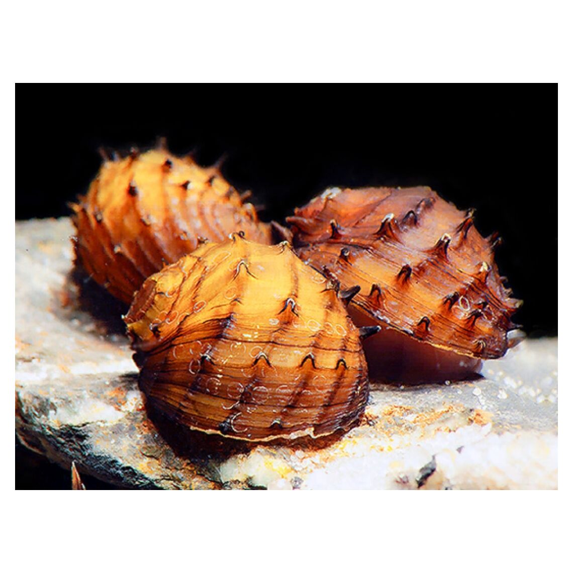 Улитка Неретина Ежик (Neritina juttingae)