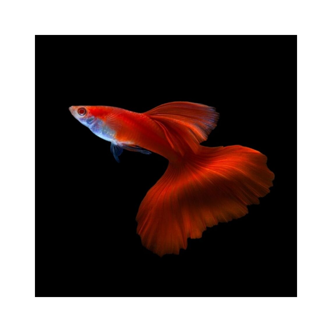 Гуппи Красный блондин (Poecilia reticulata)