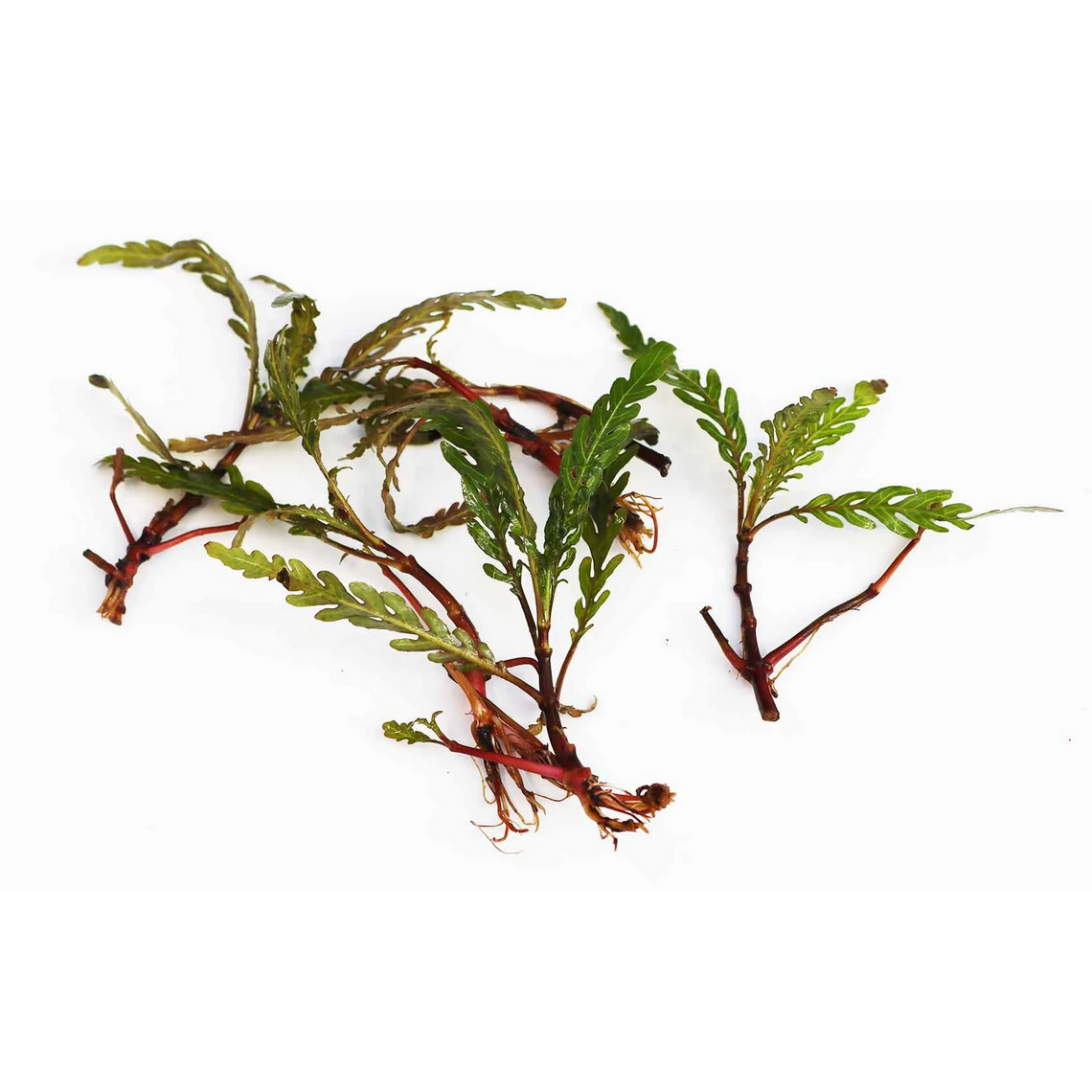 Гигрофила пиннатифила ветка