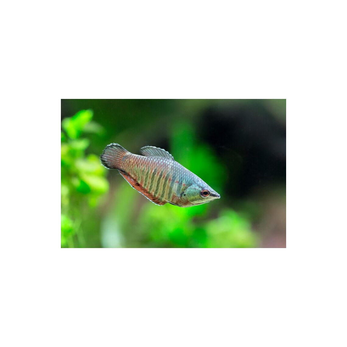 Гурами Вайланта