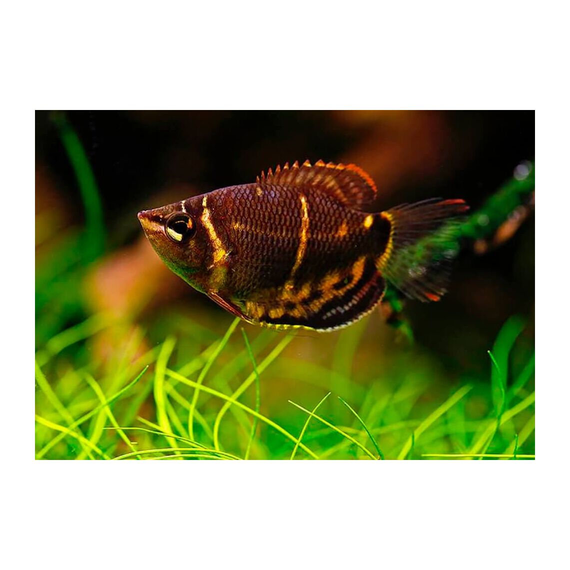 Гурами Шоколадный