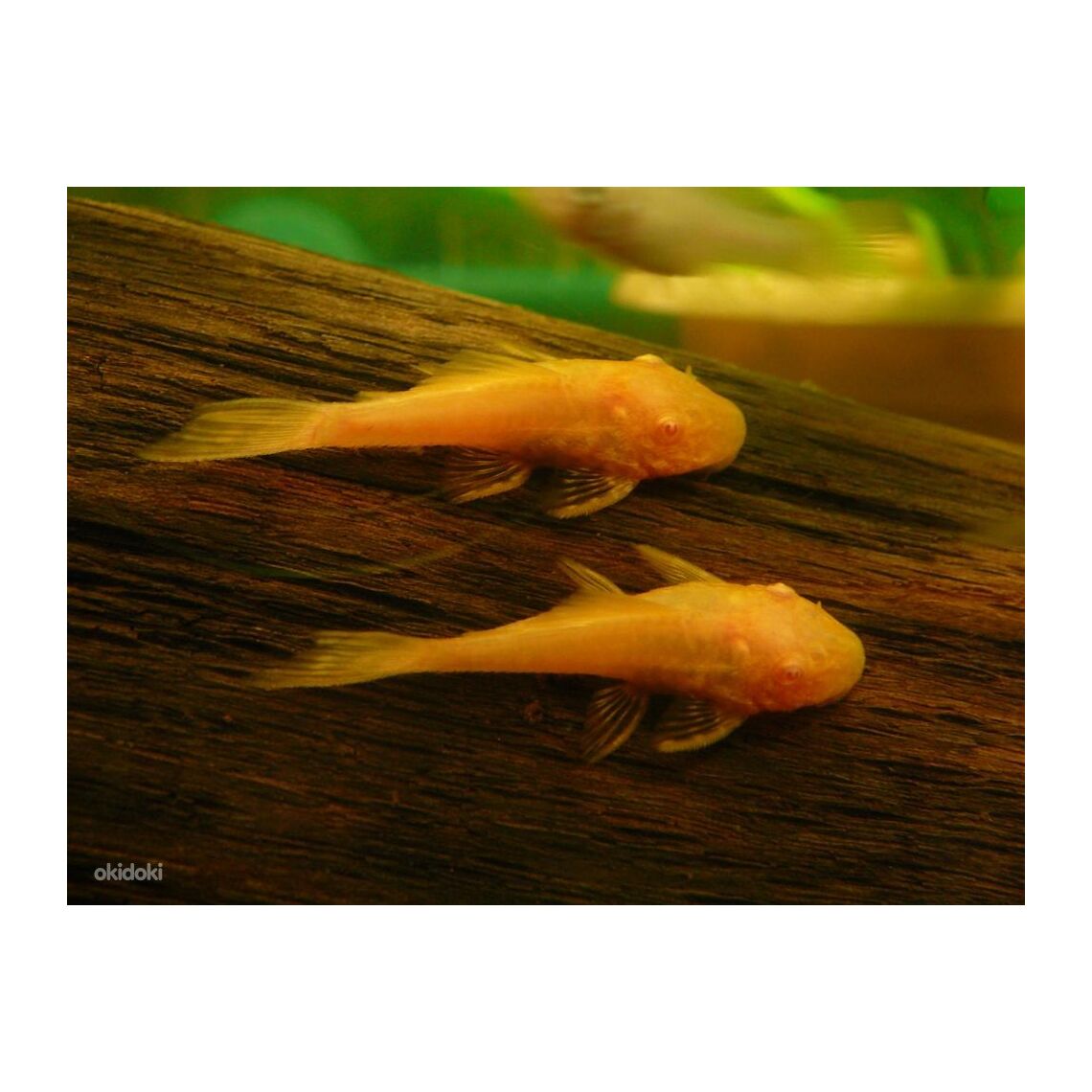 Анциструс малек