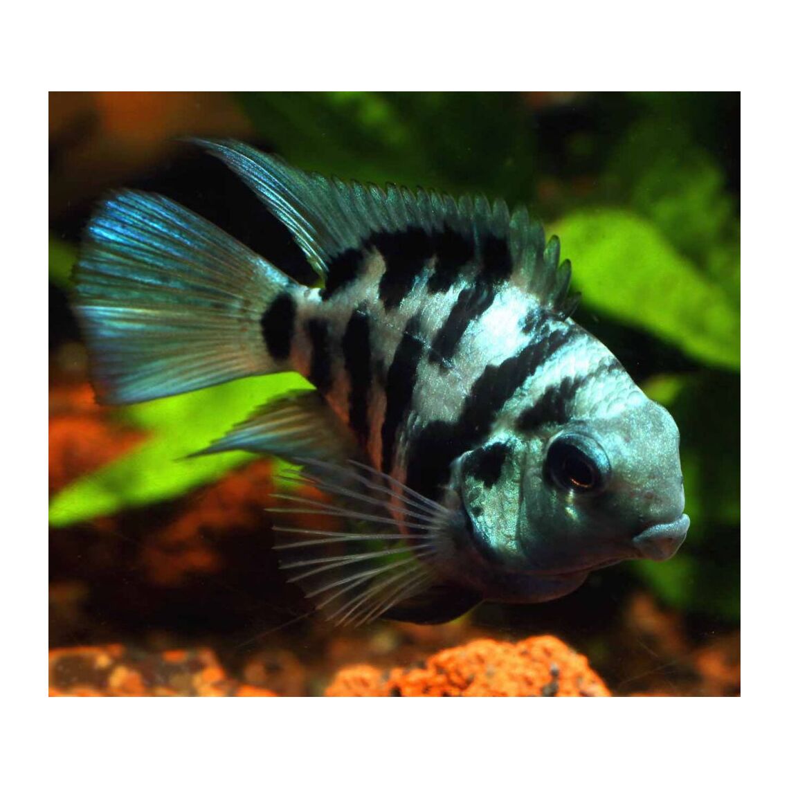 Попугайчик Полярный Сапфировый