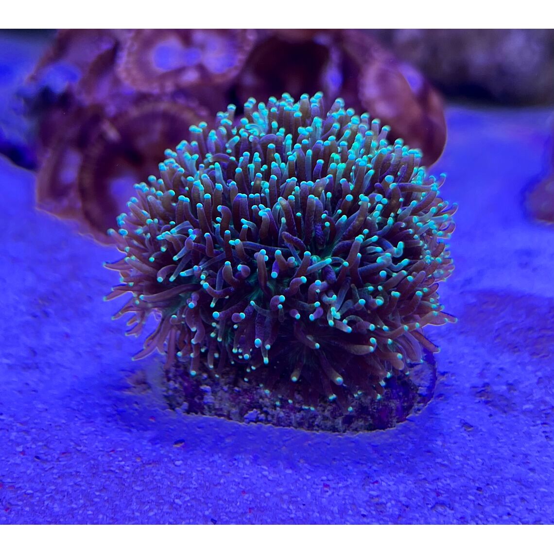 Коралл Галаксея