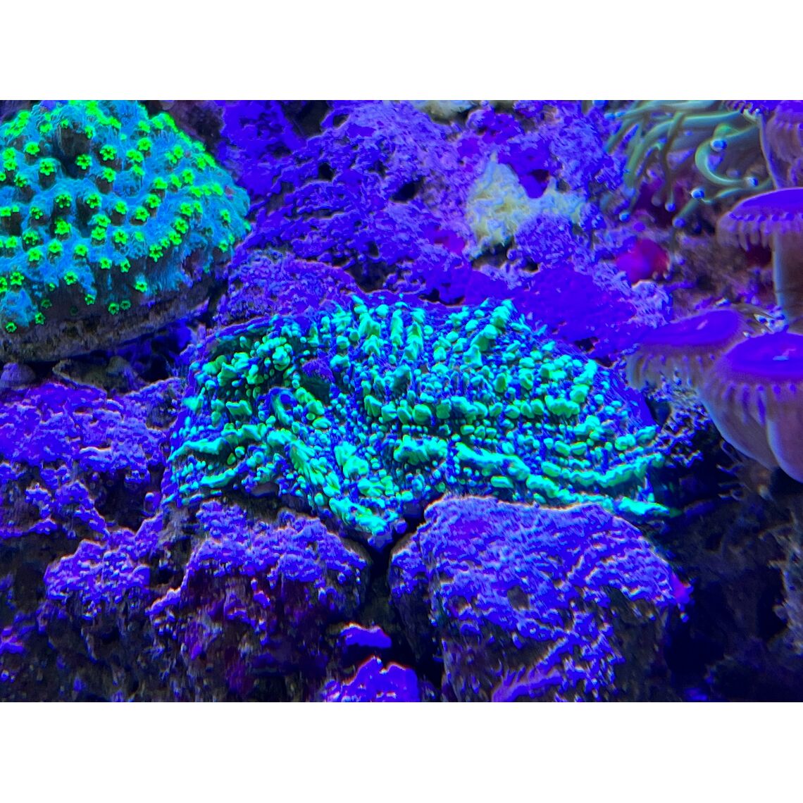 Коралл Чалис токсик пай