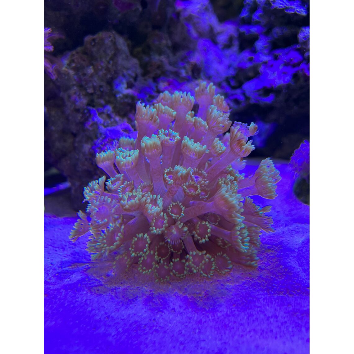 Коралл Гониапора зеленая