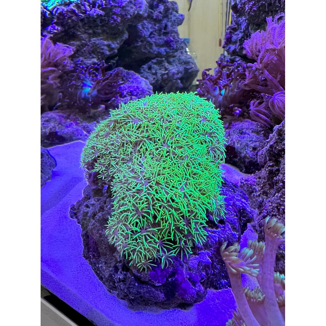 Коралл Клавулярия ультра зелёная