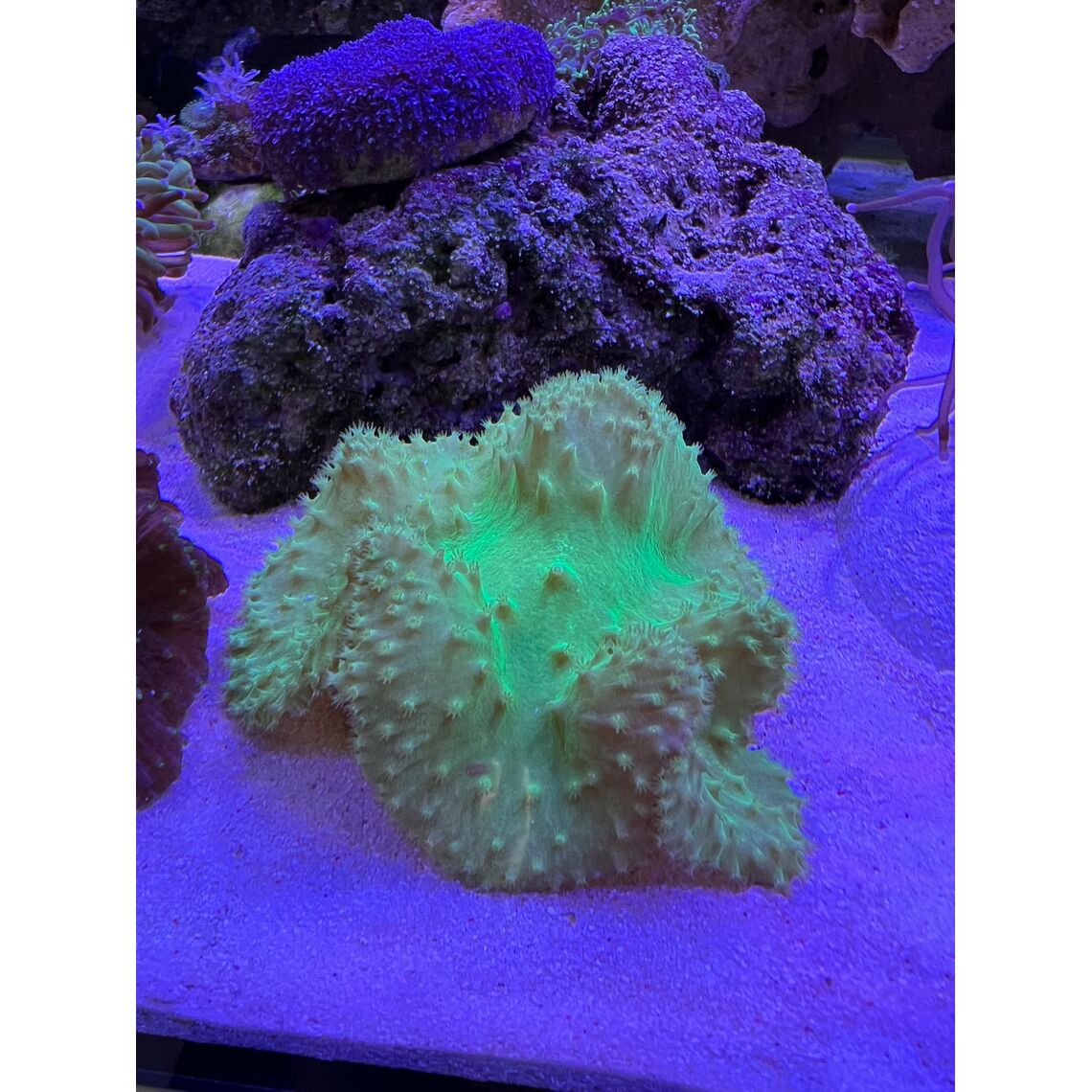 Коралл Синулярия дура грин