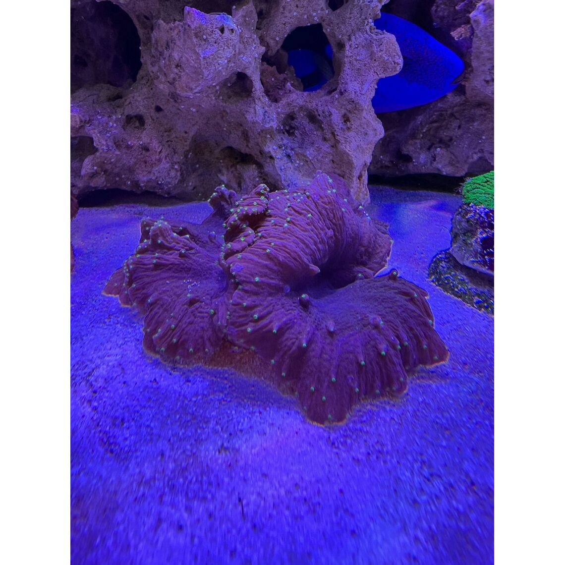 Коралл Синулярия дура