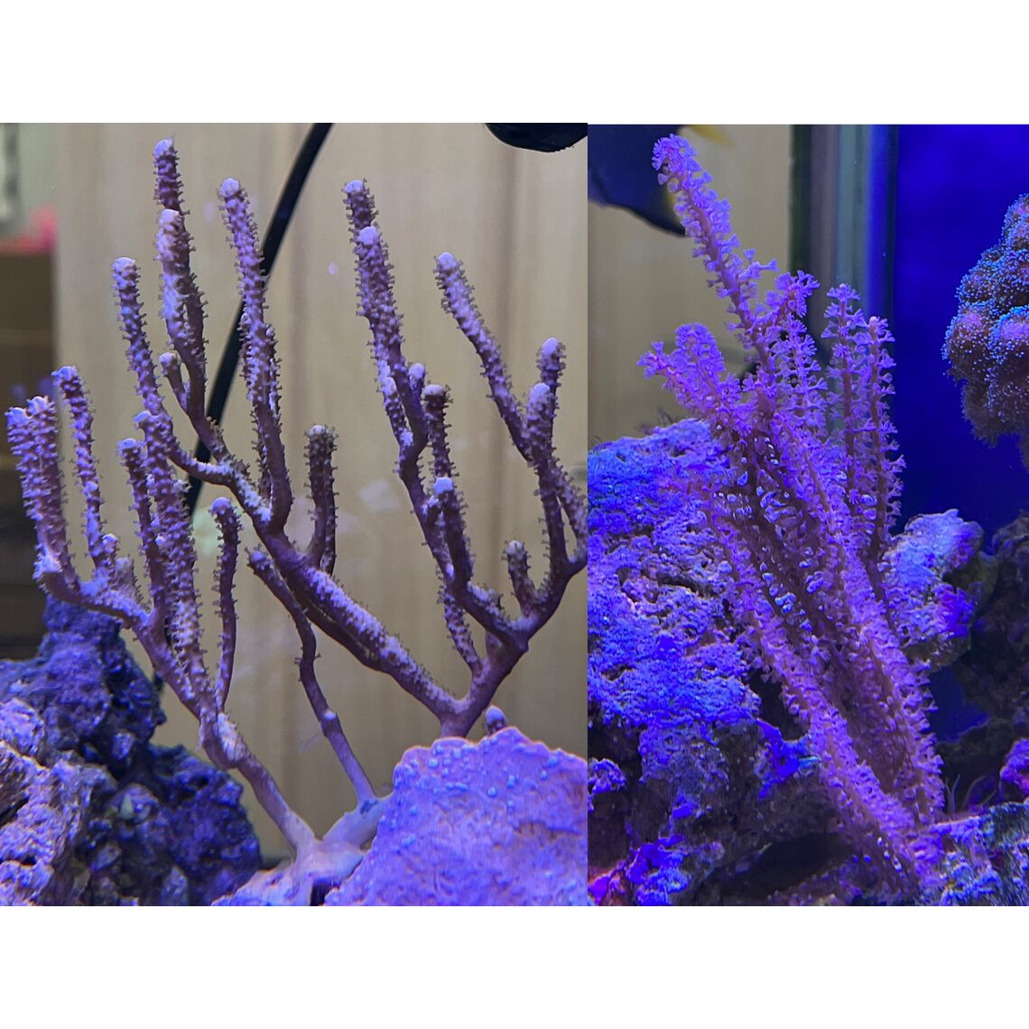 Коралл Горгонария