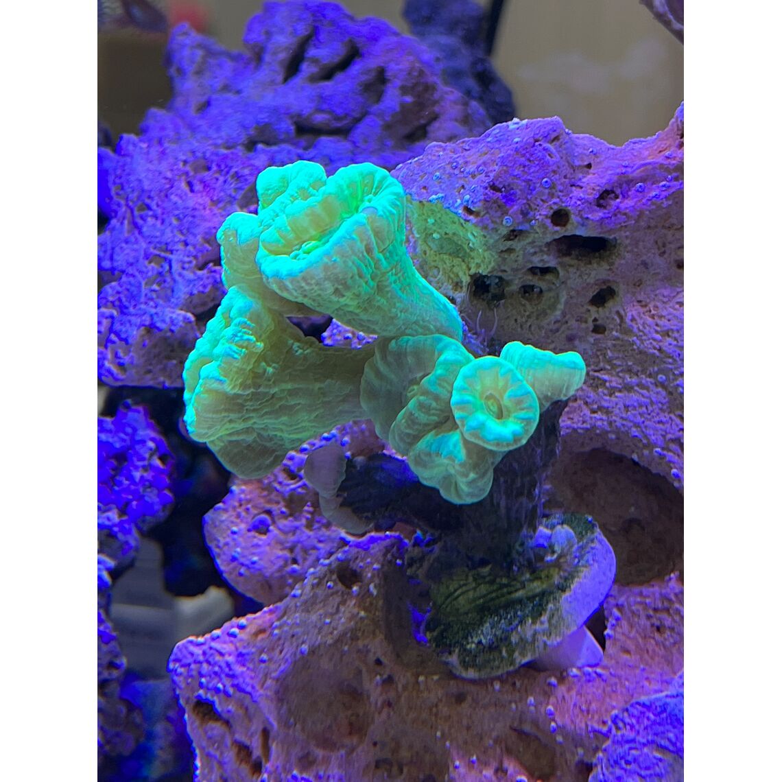 Коралл Кауластрея "Зелёный леденец"