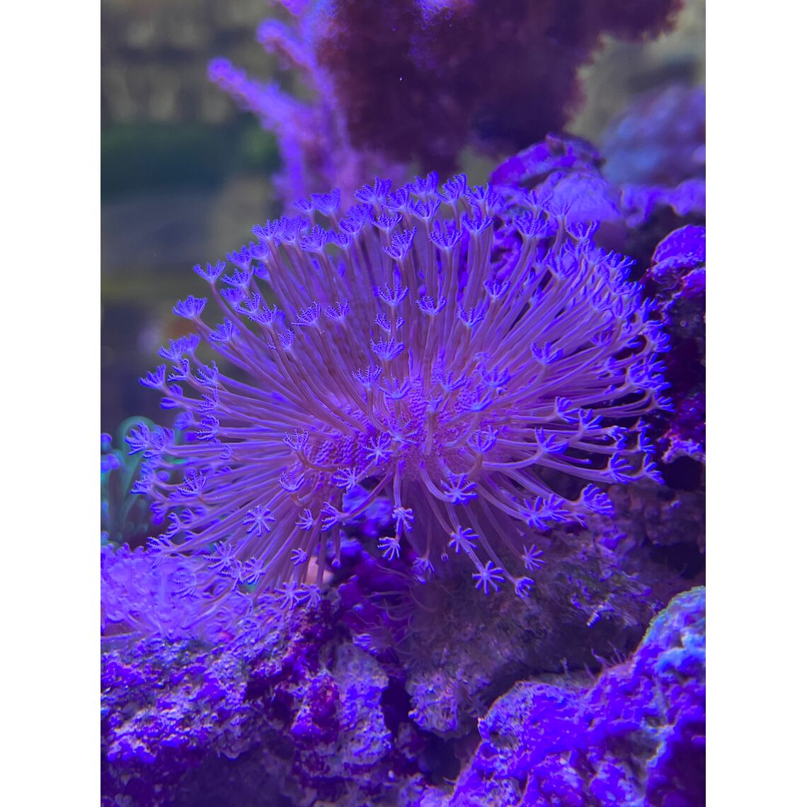 Коралл Саркофитон