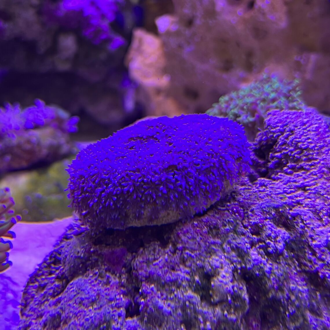 Коралл Антелия синяя