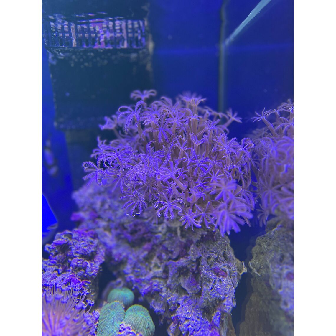 Коралл Корнулярия синяя