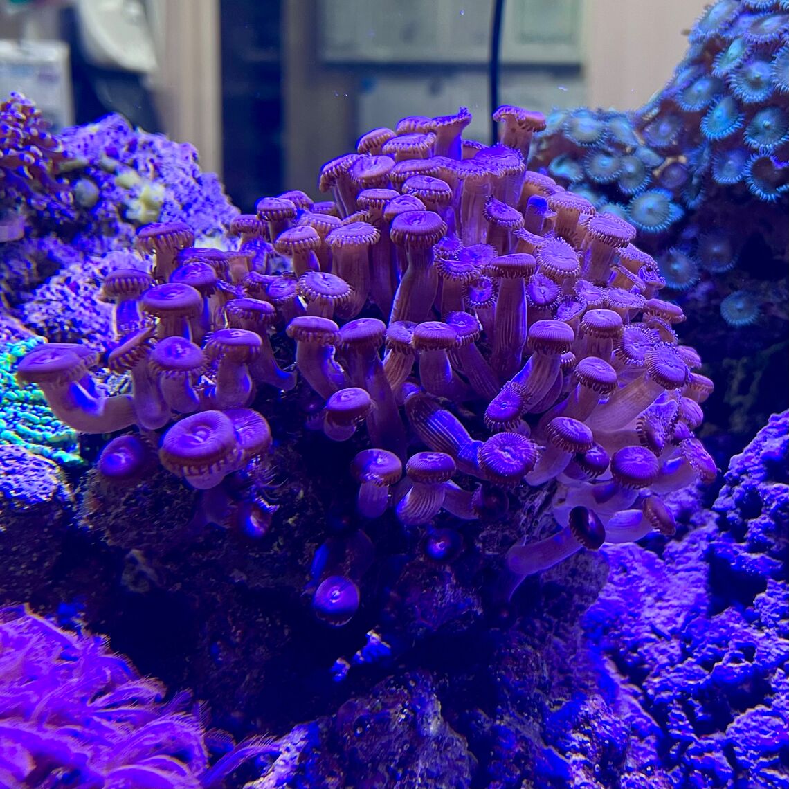 Композиция Коралл Пурпурная пчела