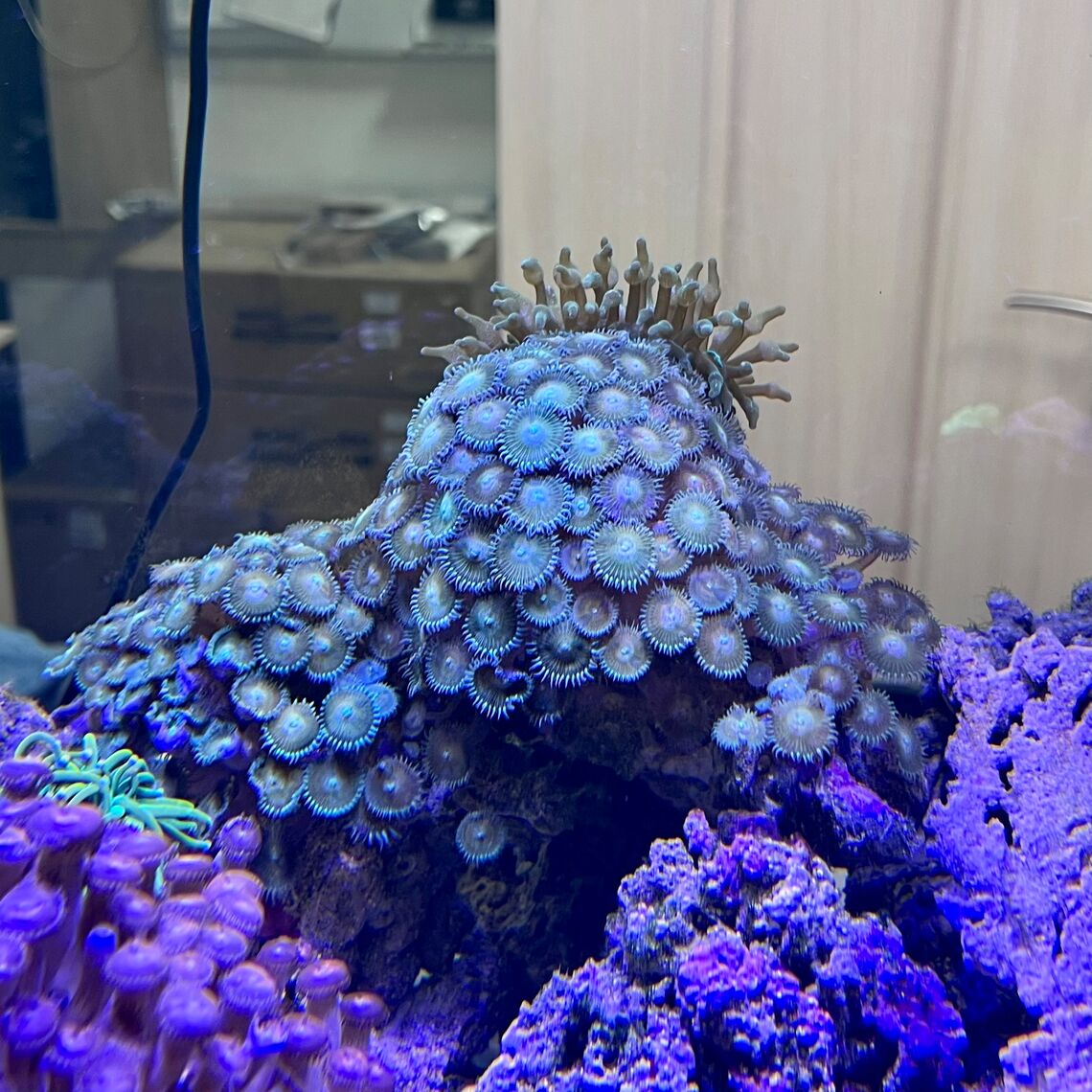 Композиция Коралл с Актиниями