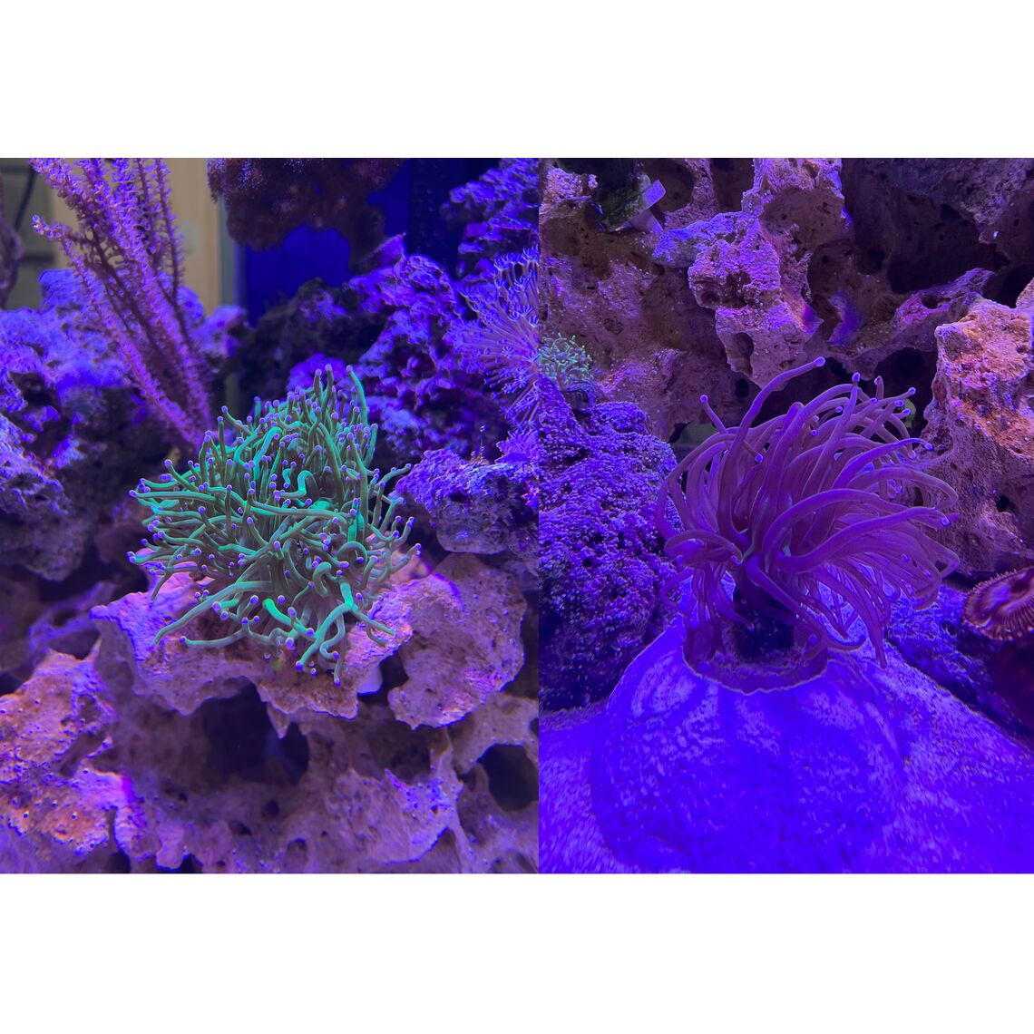 Композиция Эуфиллия факельная