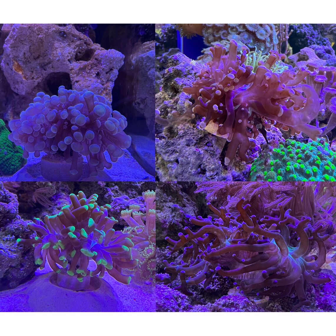 Композиция Эуфиллия