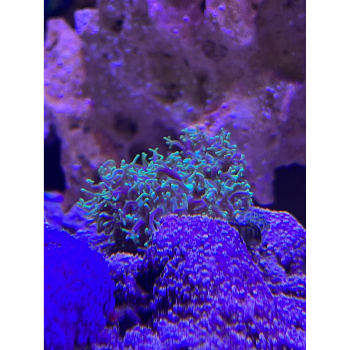 Коралл Родактис волосатый