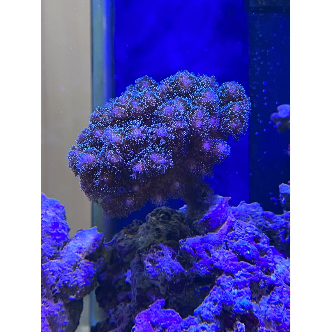 Коралл Сериатопора калиендрум