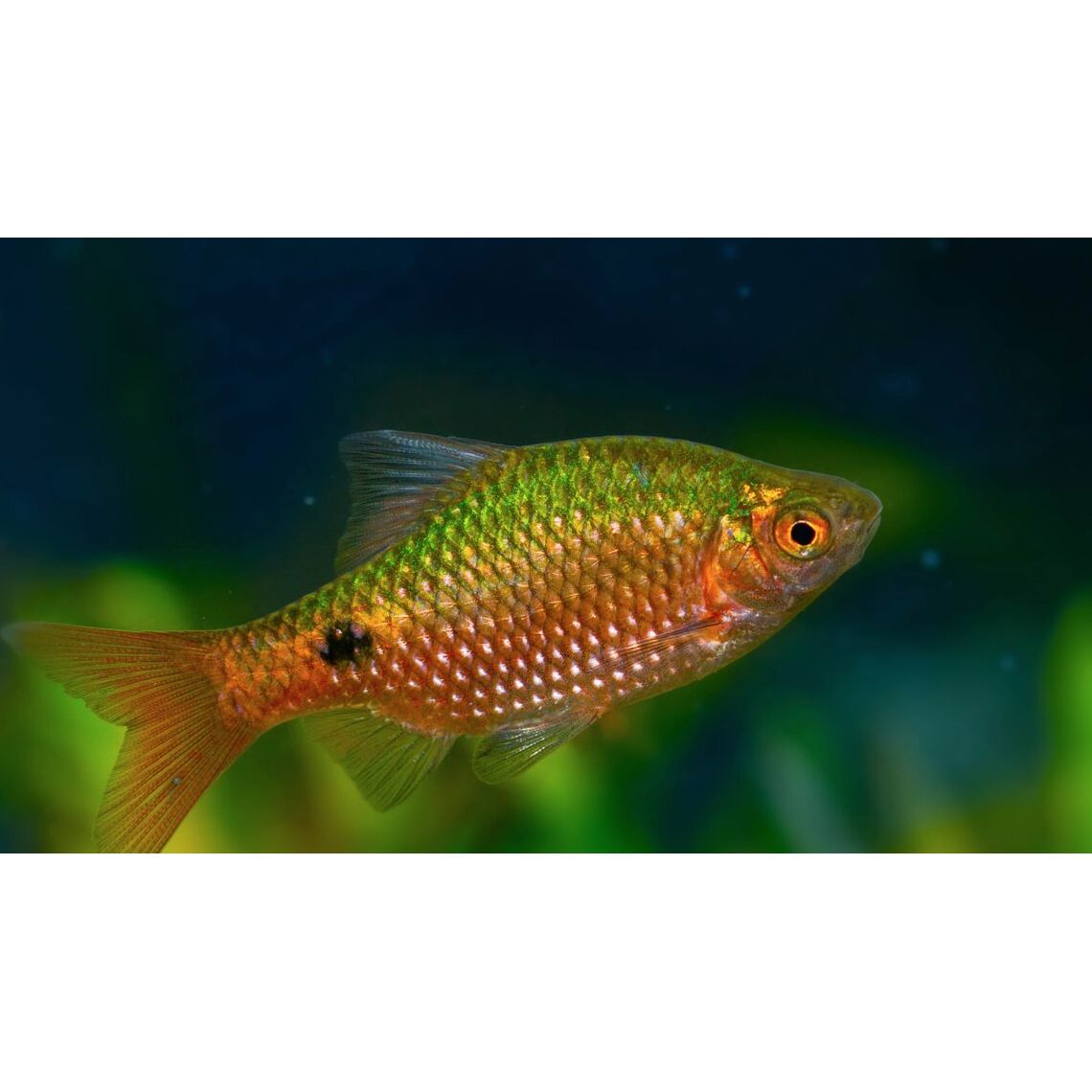 Барбус Огненный (Puntius conchonius)