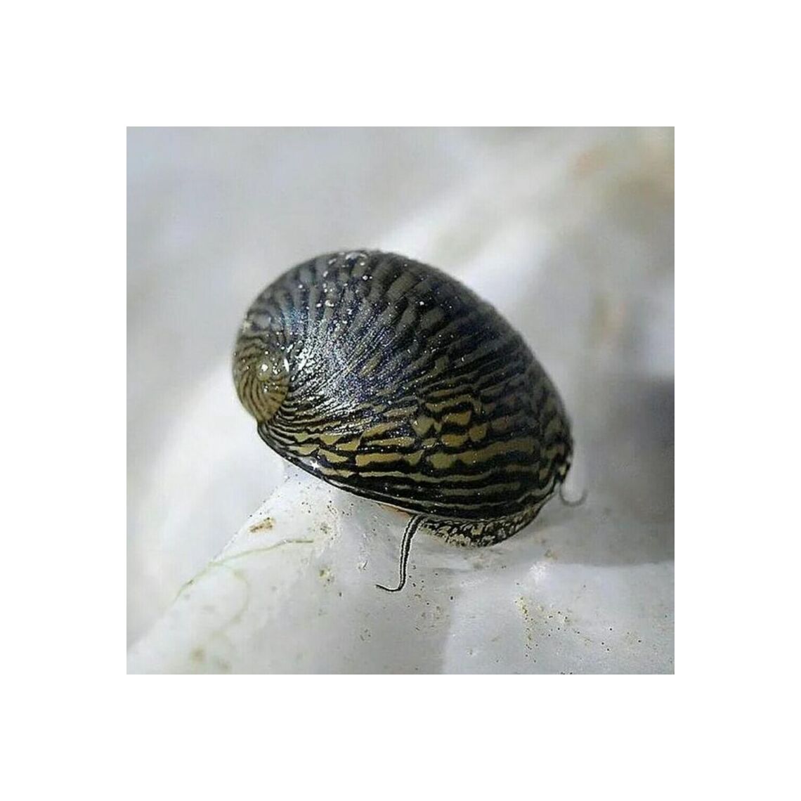 Улитка Неретина Теодоксус