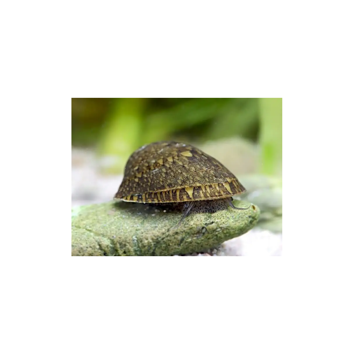 Улитка Септария форфоровая