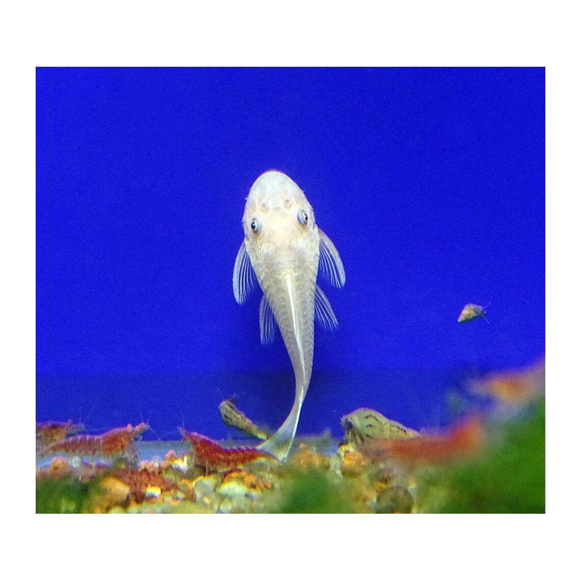 Сом Анциструс (снежок)