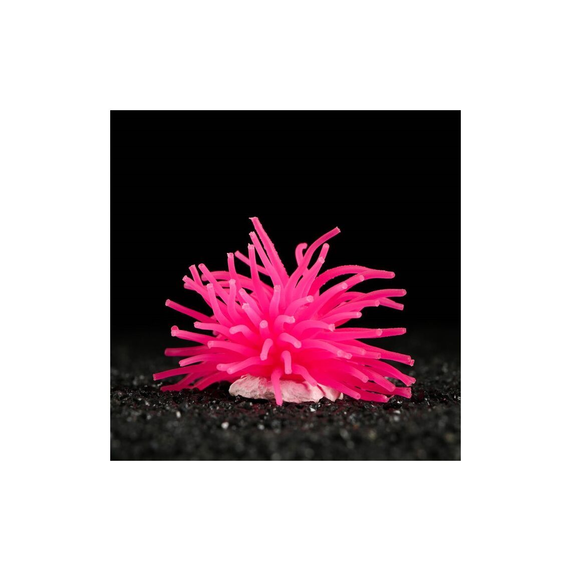 Декоративный анемон для аквариума, 8 х 5 см