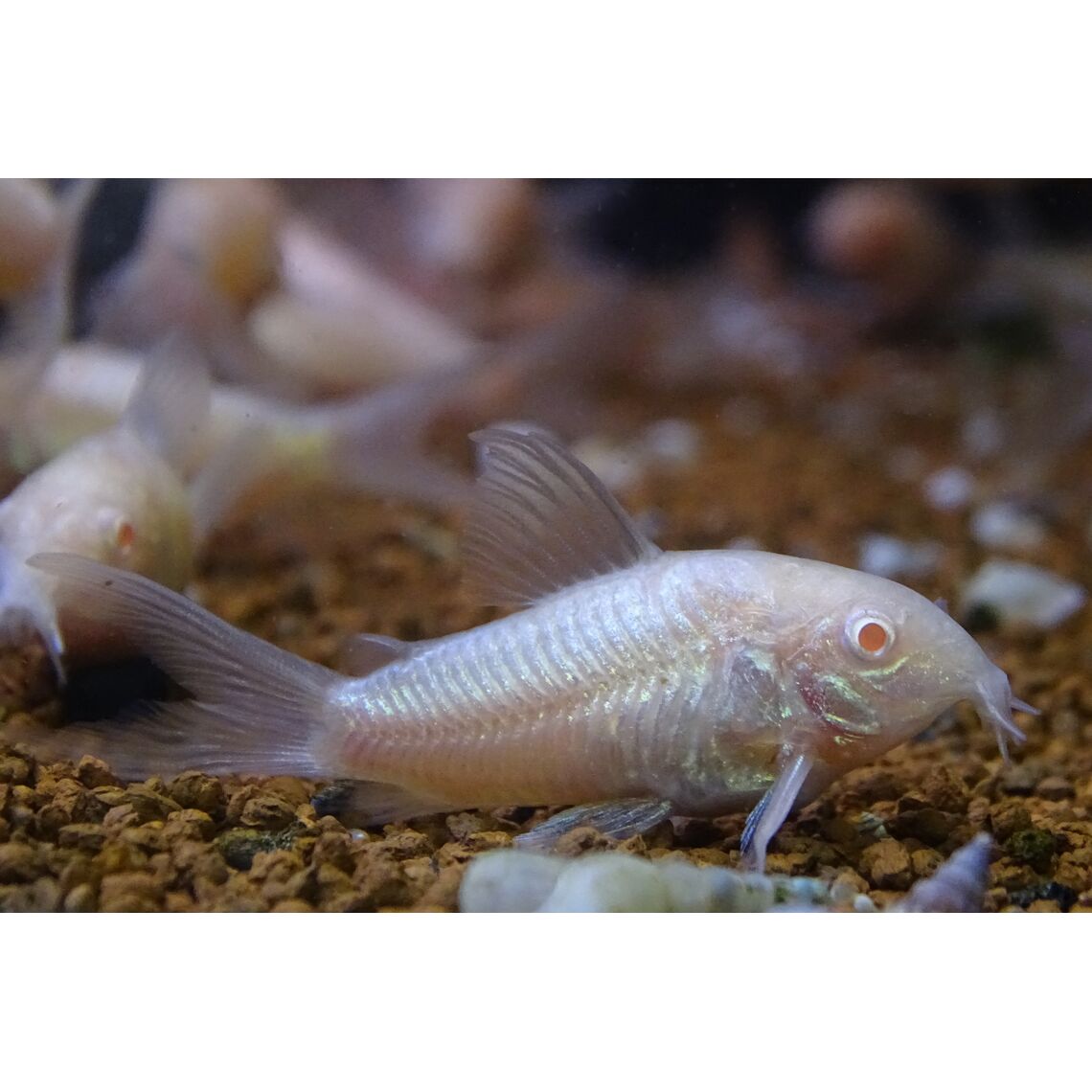 Коридорас Альбино