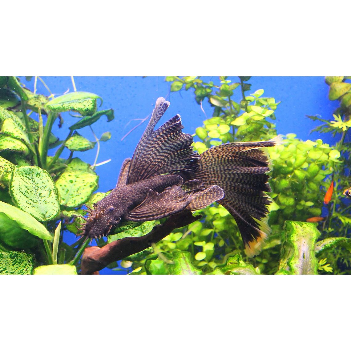 Сом Анциструс вуалевый M