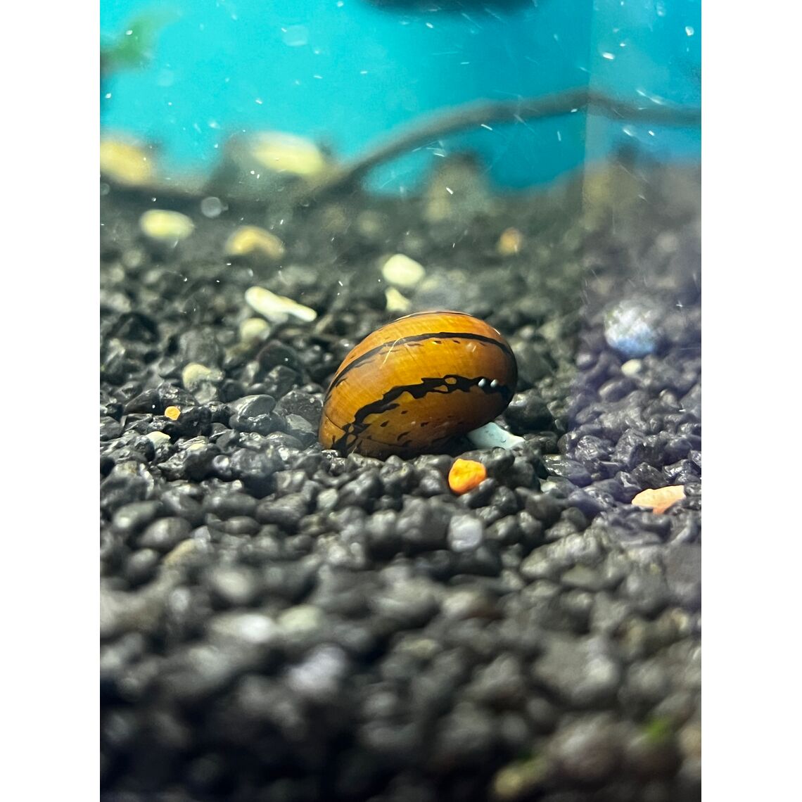 Улитка Колечко (неретина)