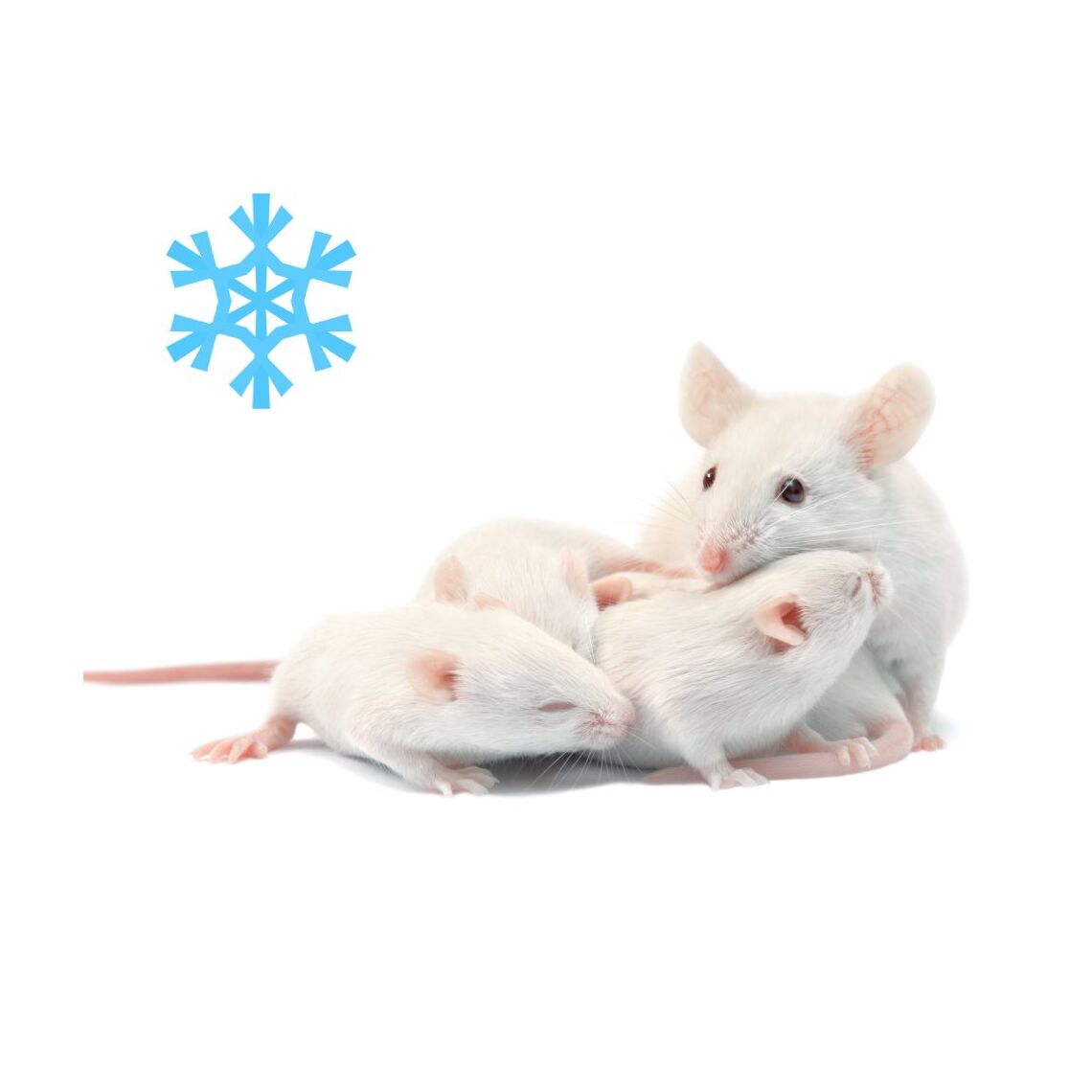 Крысята 10 шт блистер заморозка
