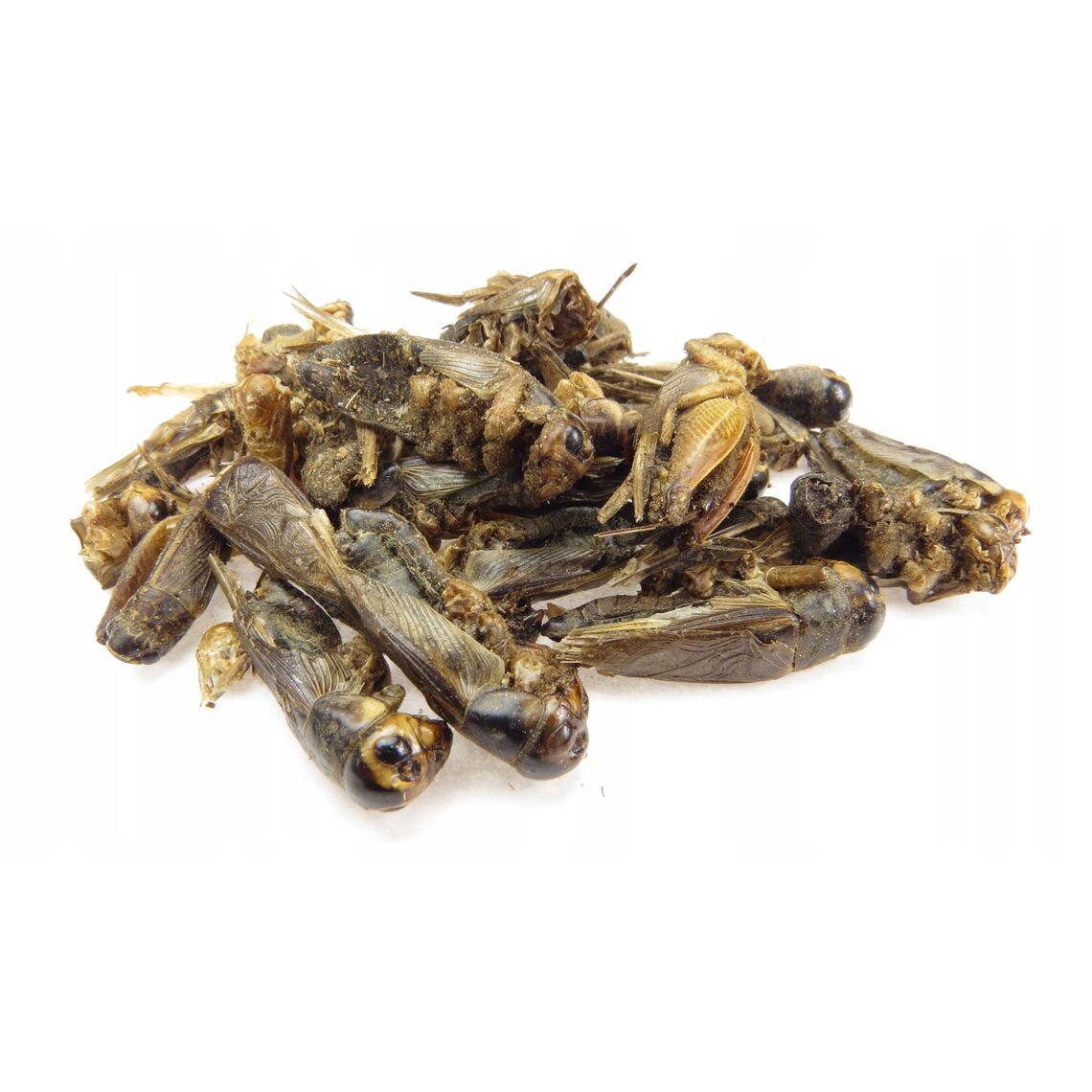 Сверчок домовый просеянный заморозка банка 125 мл