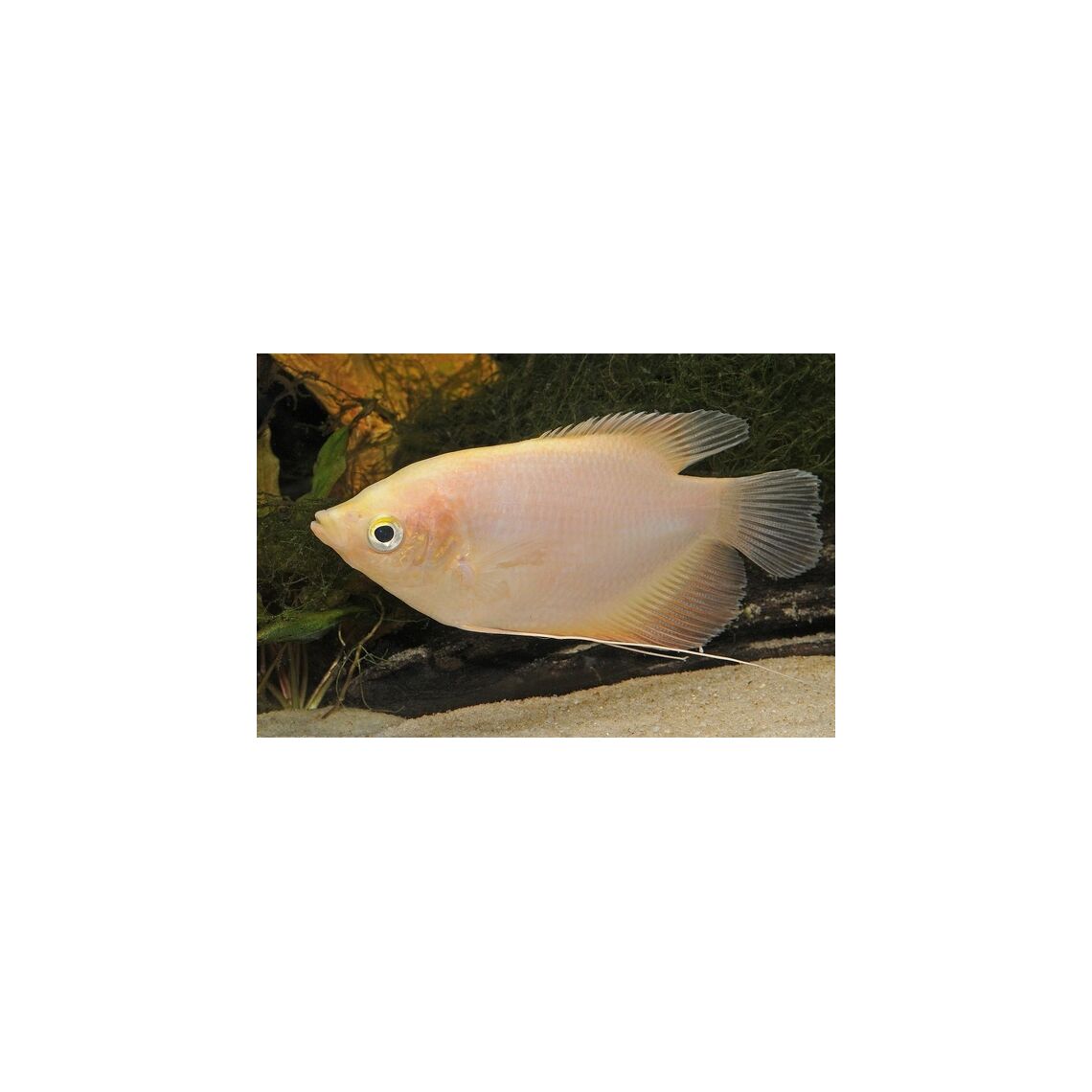 Гурами Гиганский M