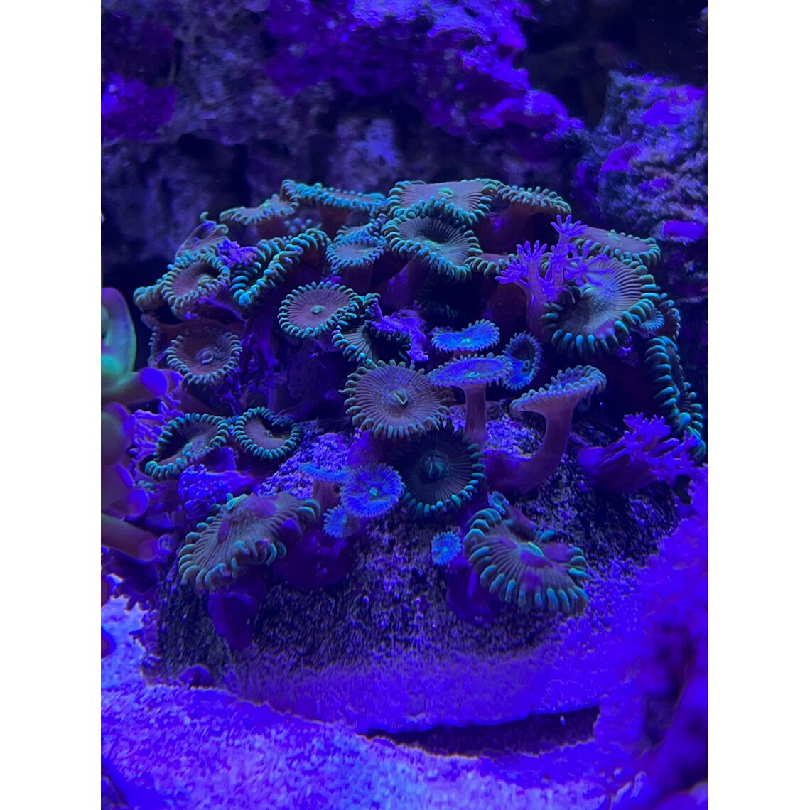 Коралл Палитойя S