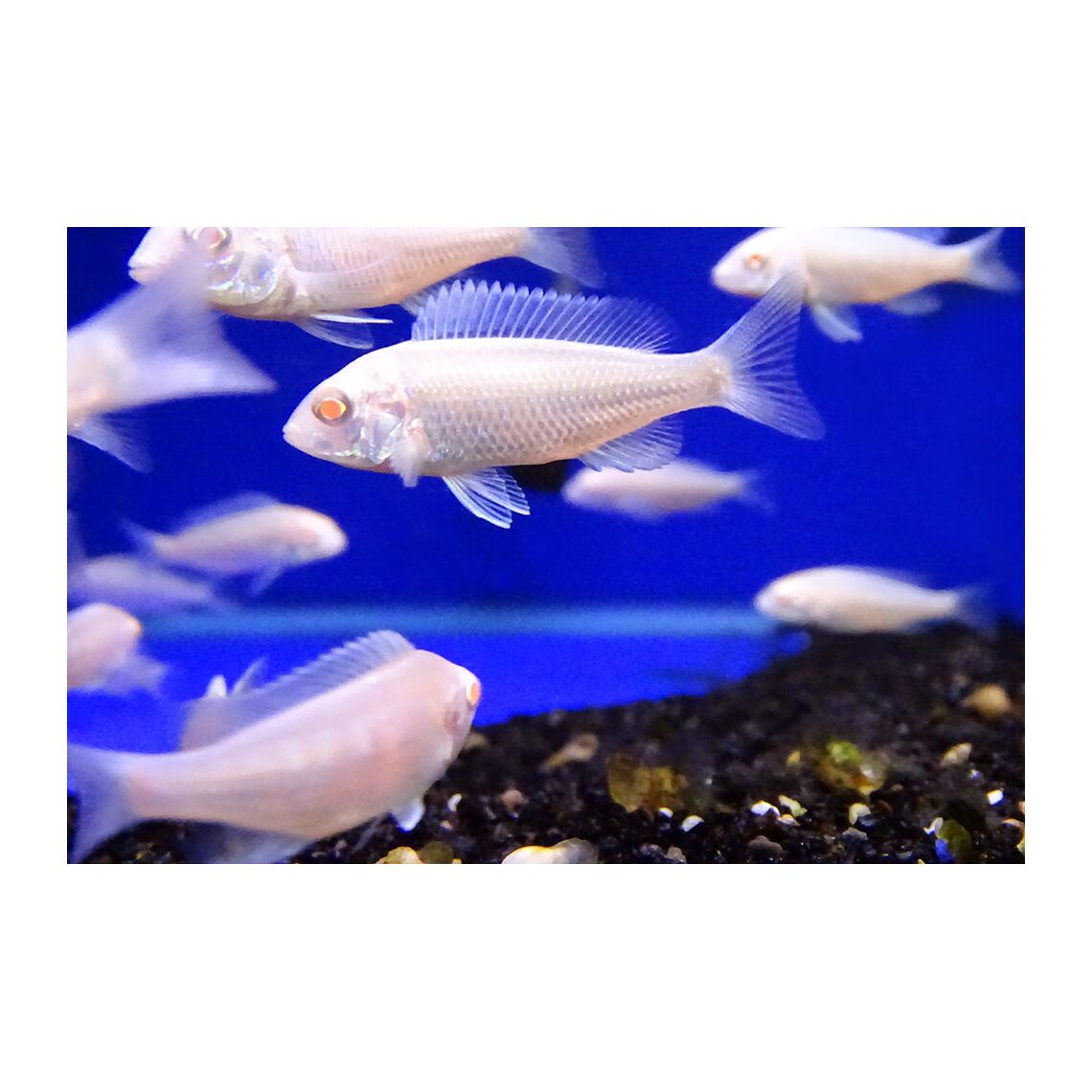 Дельфин голубой альбинос S