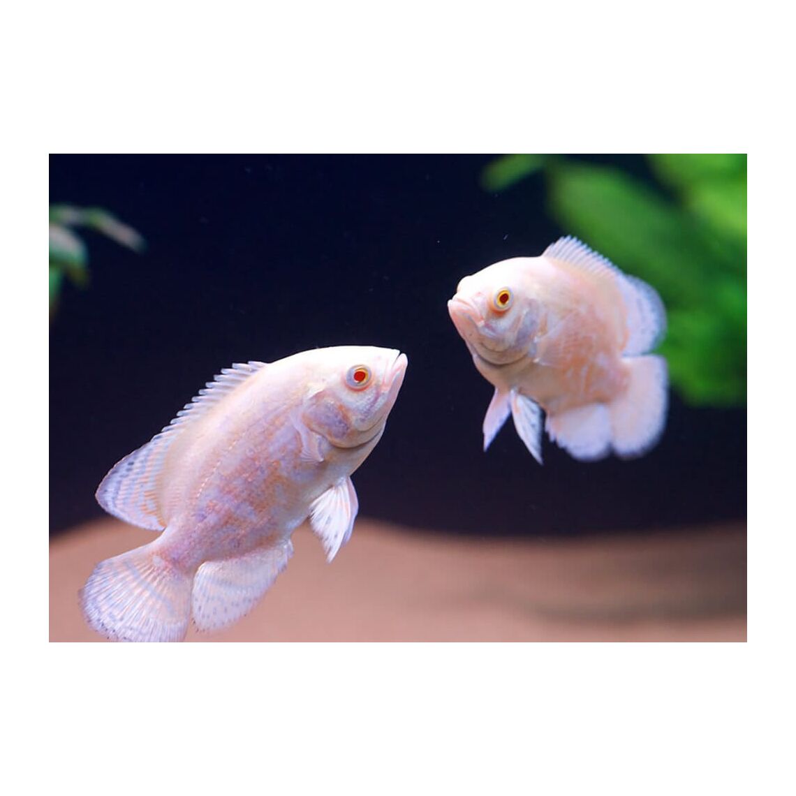 Астронотус Альбинос красный