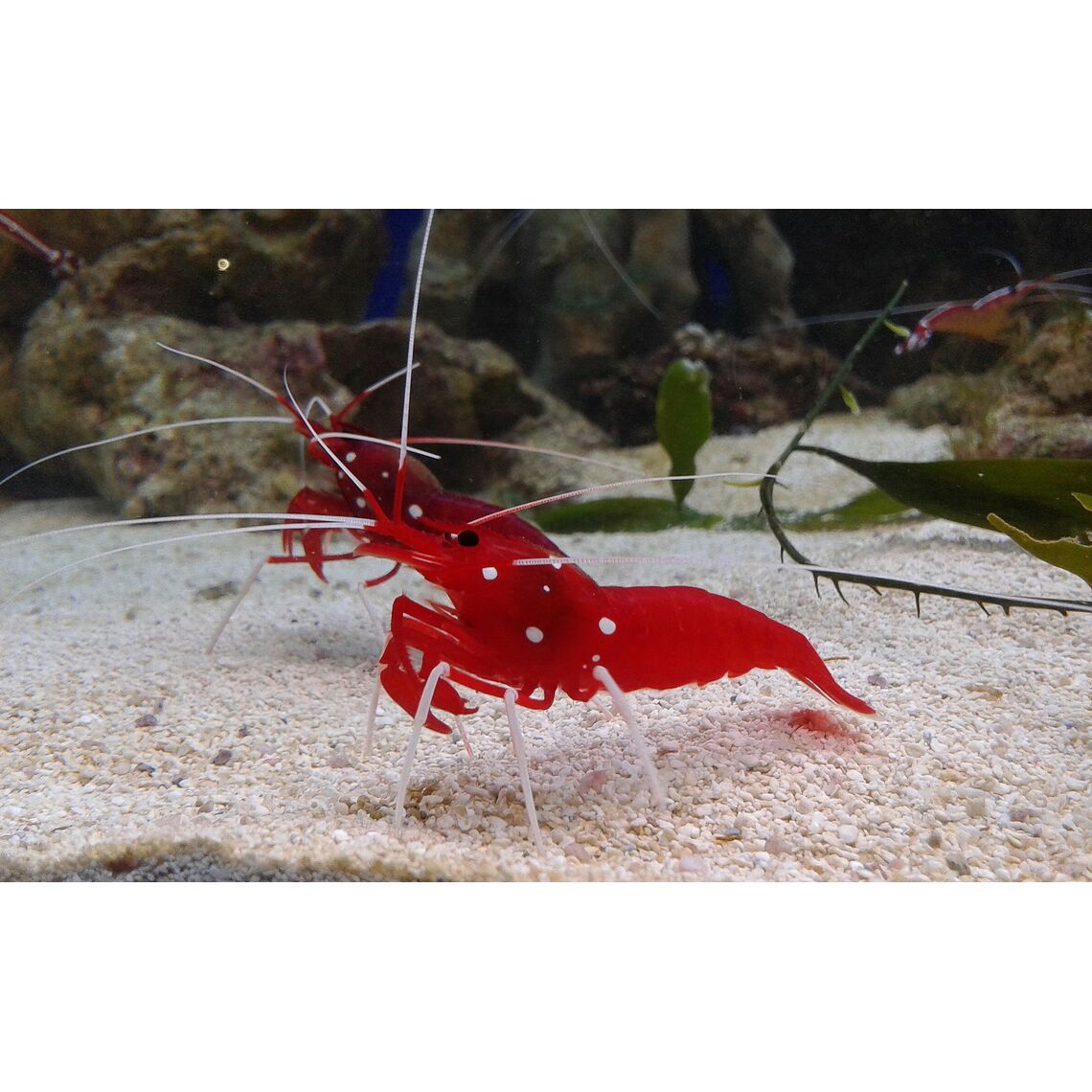 Креветка-доктор кардинал Лисмата кровавая L